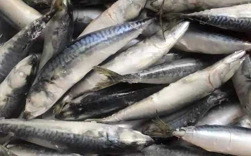 鲅鱼