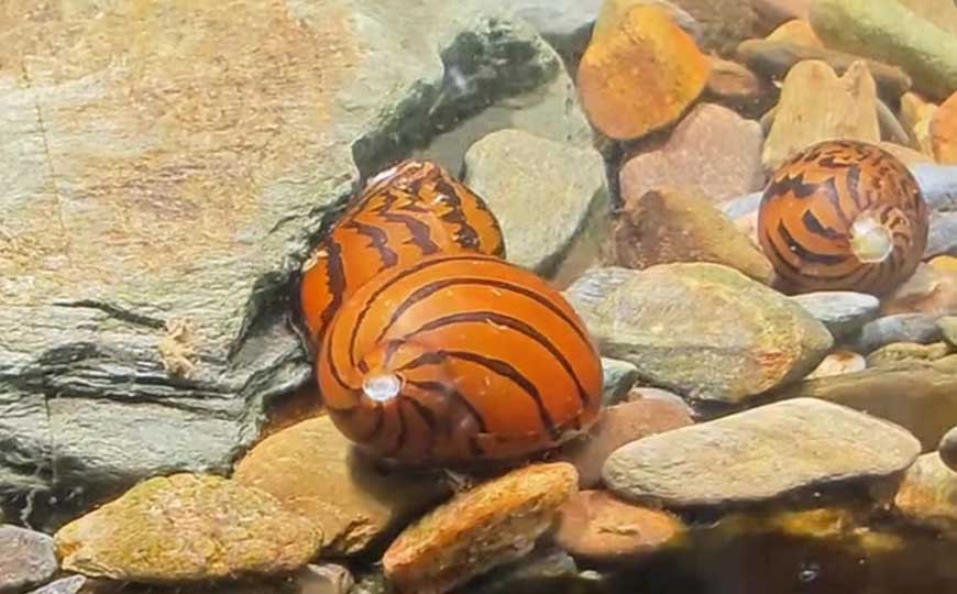 斑马螺