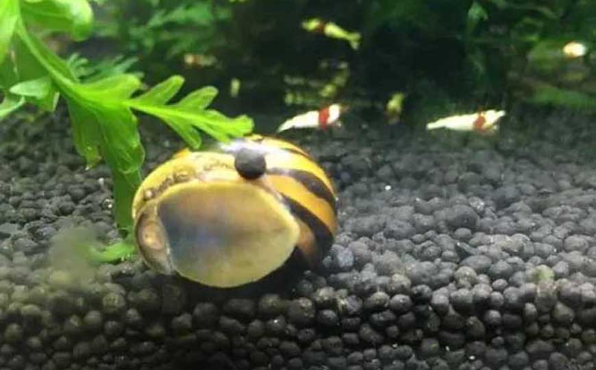 斑马螺