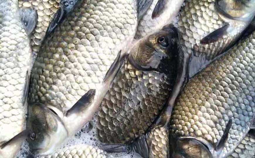 白鲫