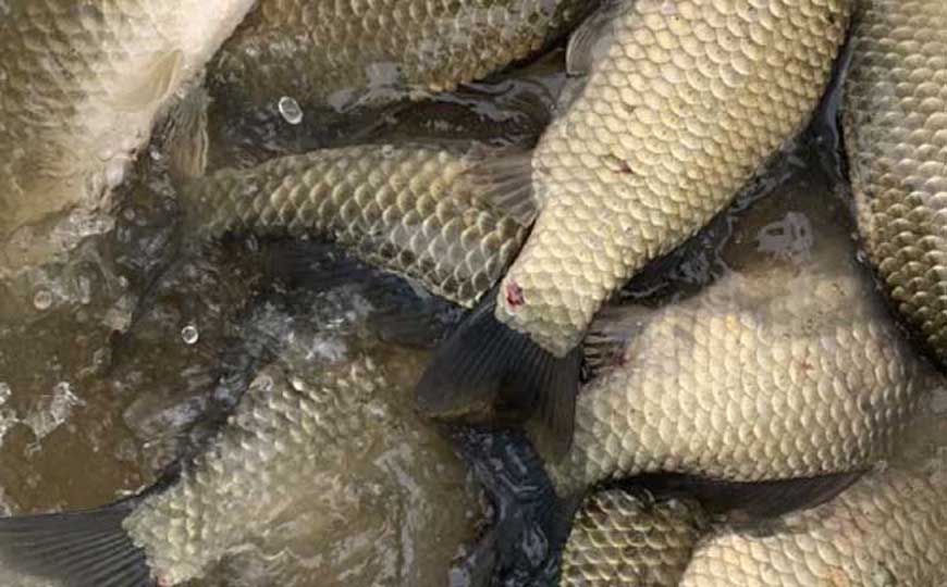 白鲫
