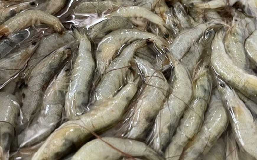 白虾