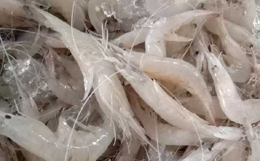 白虾