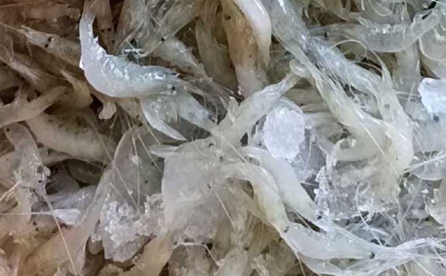 白虾