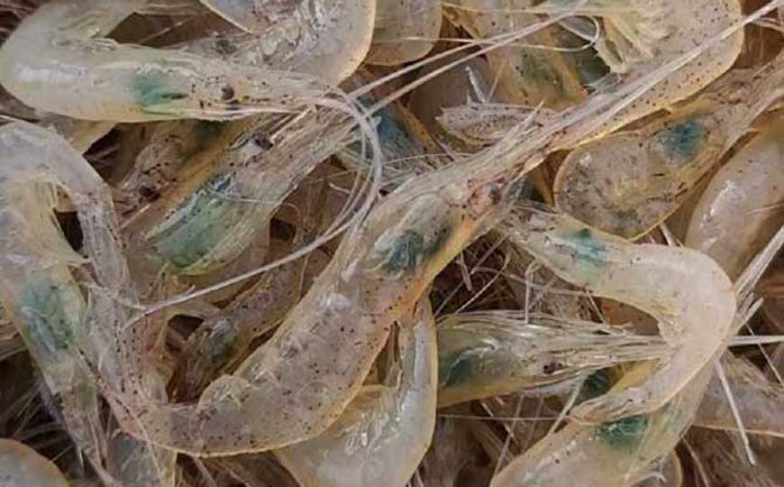 白虾