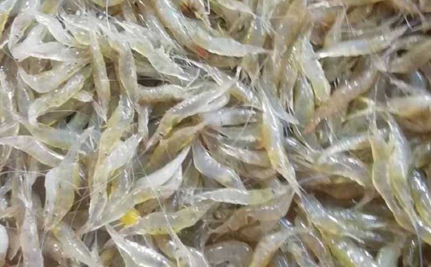 秀丽白虾