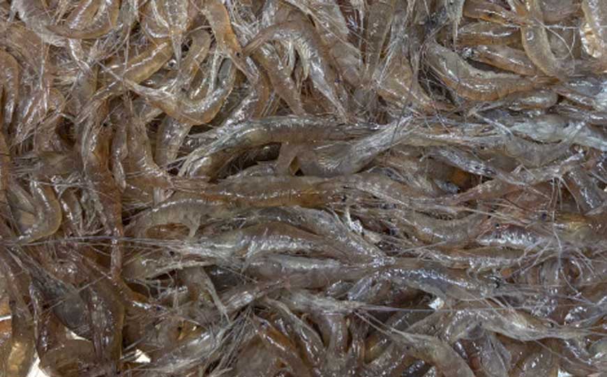 脊尾白虾