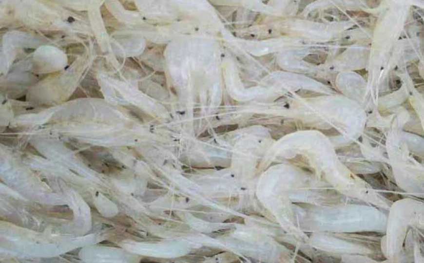 白虾