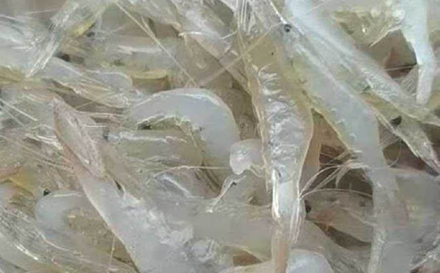 白虾