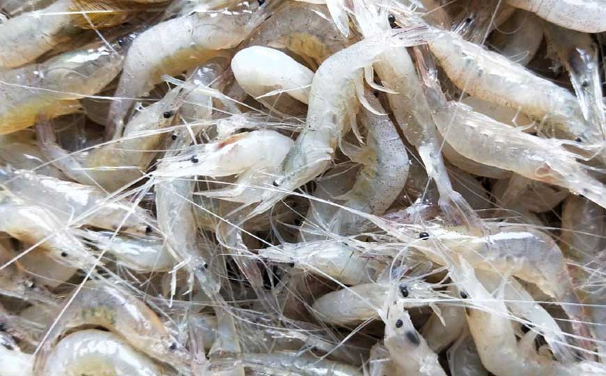 小白虾