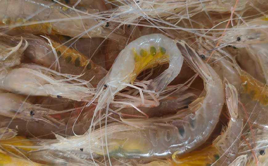 白虾