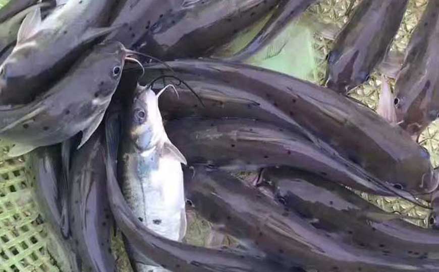斑点叉尾鮰