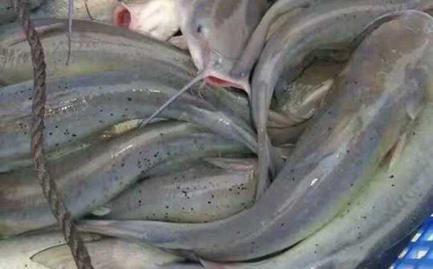 斑点叉尾鮰