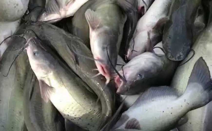 斑点叉尾鮰
