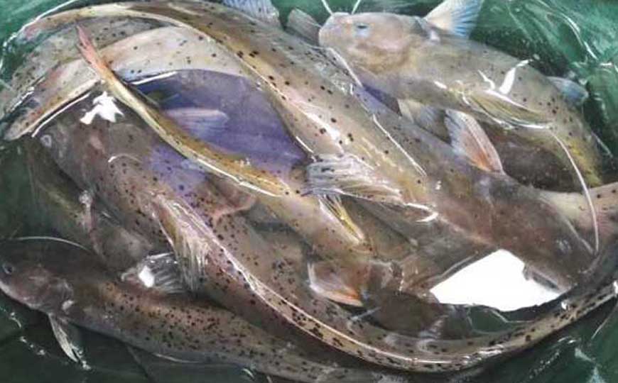 钳鱼