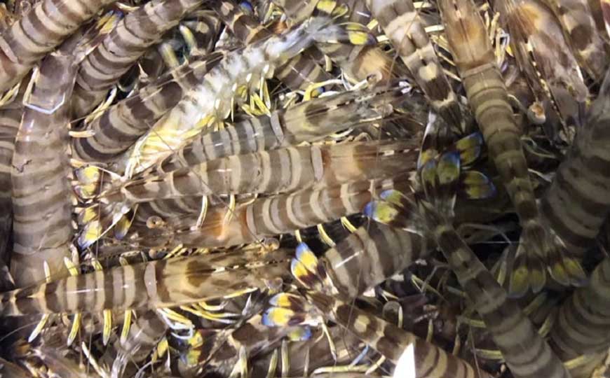 斑节对虾