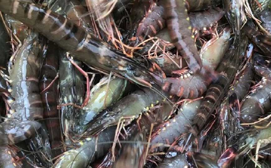 斑节对虾