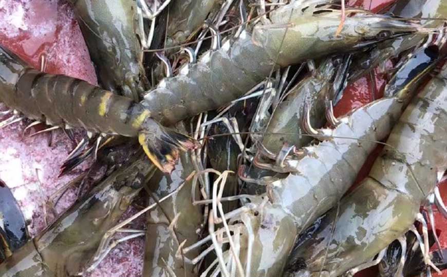 斑节对虾
