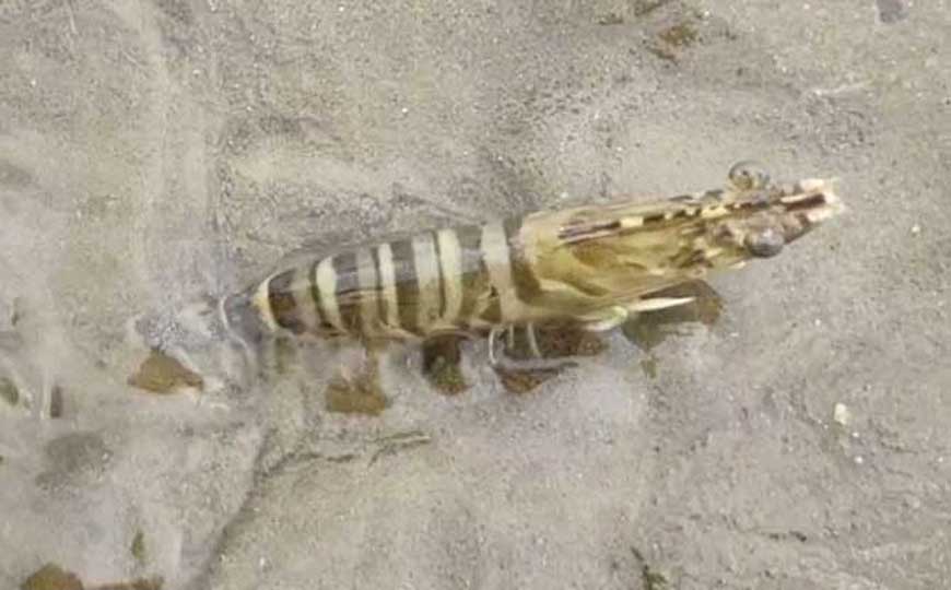 斑节虾