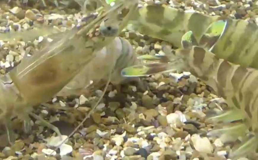 草虾