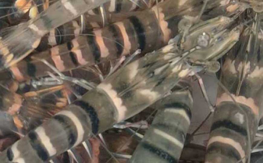 草虾