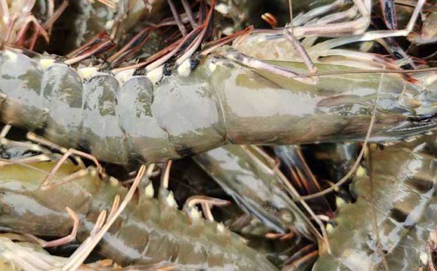 大虎虾