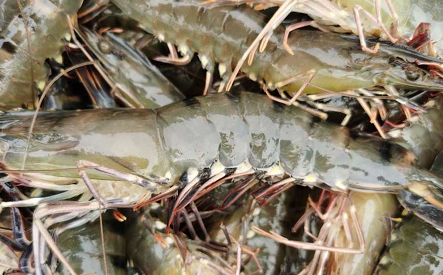 黑虎虾
