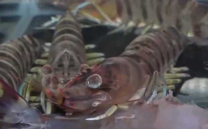 黑虎虾