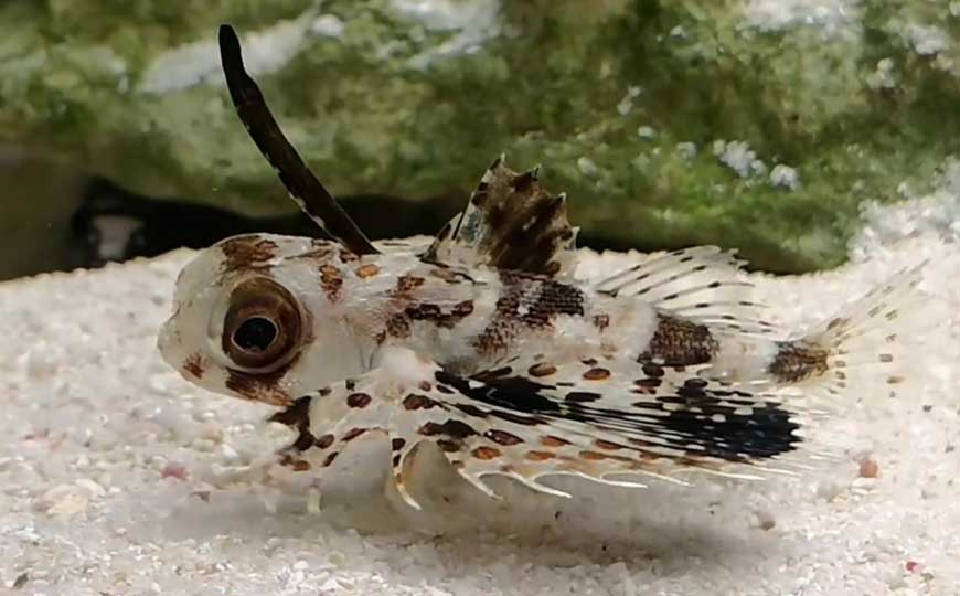 豹鲂鮄