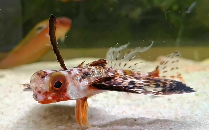 豹鲂鮄