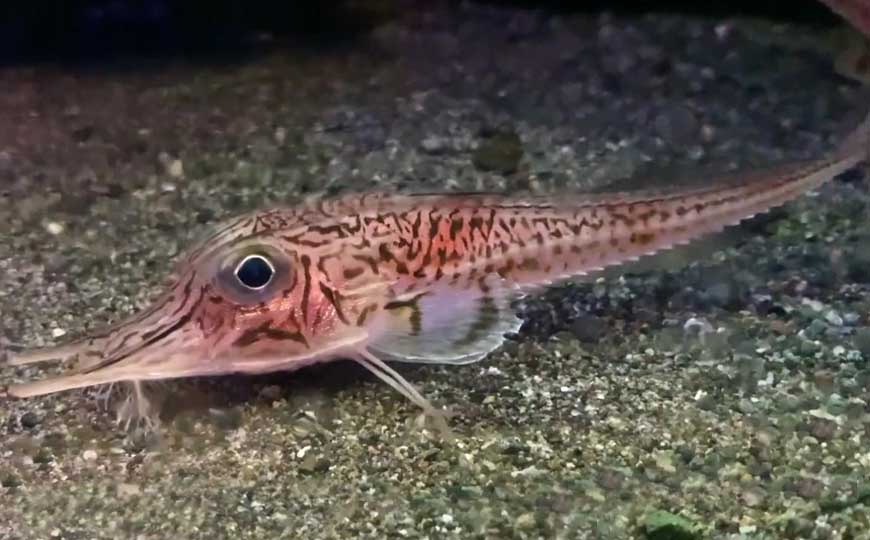 装甲鲂