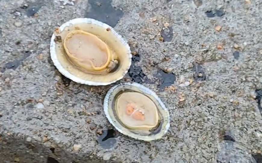壁蜑螺