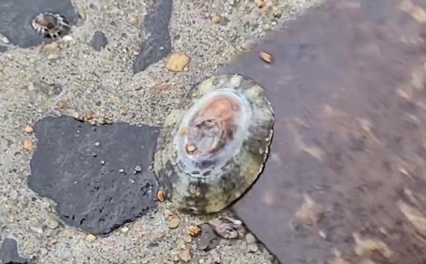 笠螺