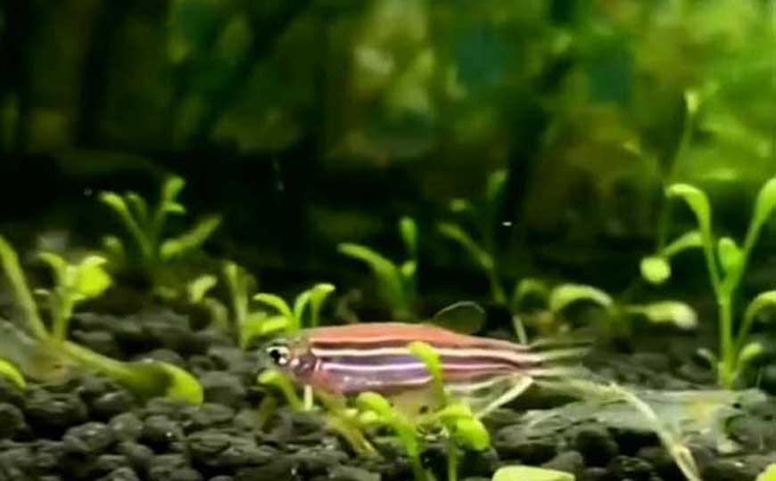 斑马鱼好养吗？