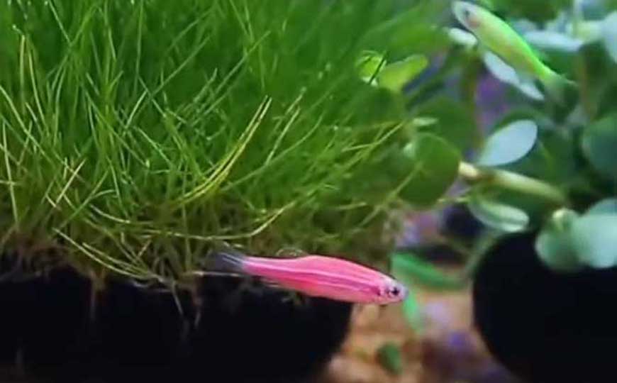 斑马鱼
