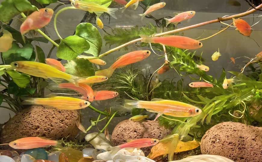 斑马鱼