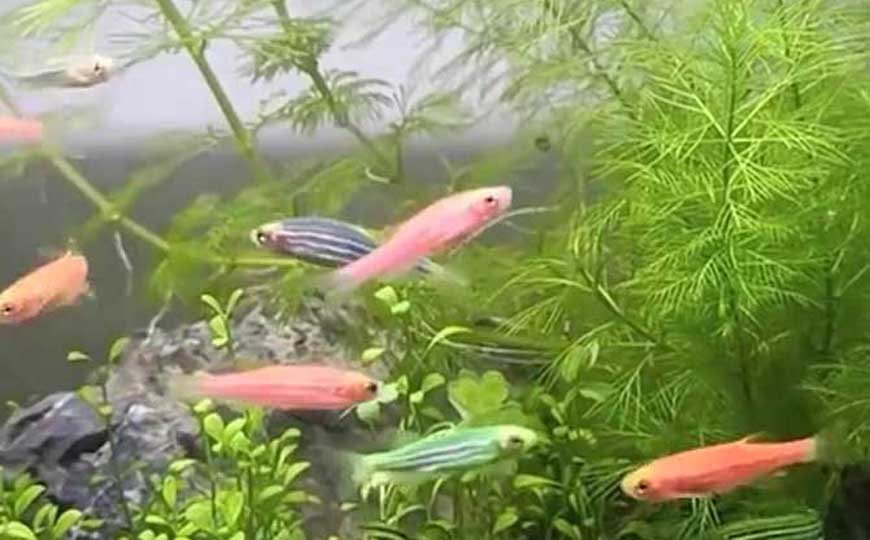 斑马鱼