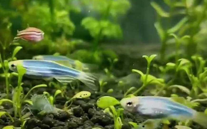 斑马鱼
