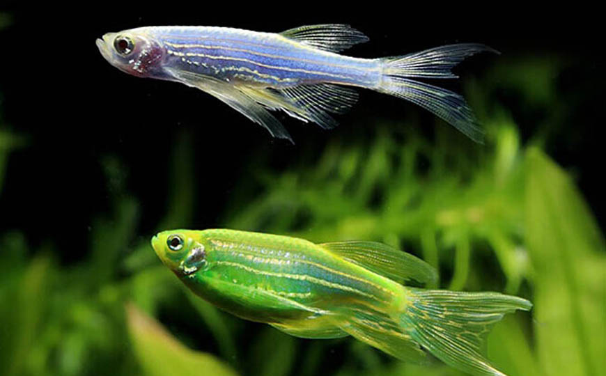 斑马鱼产卵前兆及繁殖方法