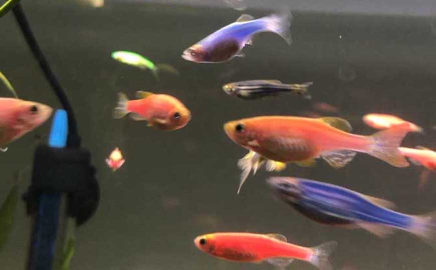斑马鱼