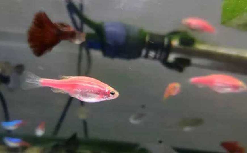 斑马鱼