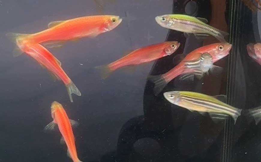 斑马鱼和孔雀鱼能一起养吗？