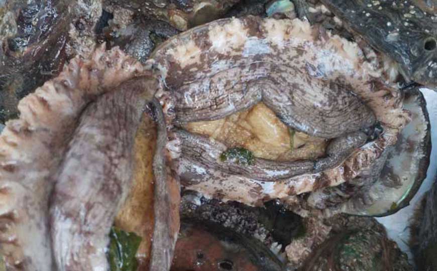 鲍鱼