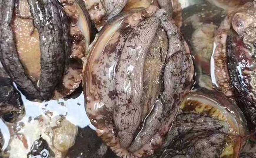 鲍鱼