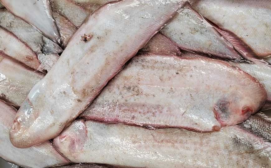 龙利鱼
