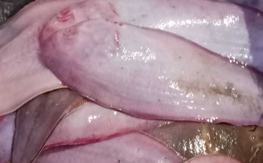 半滑舌鳎