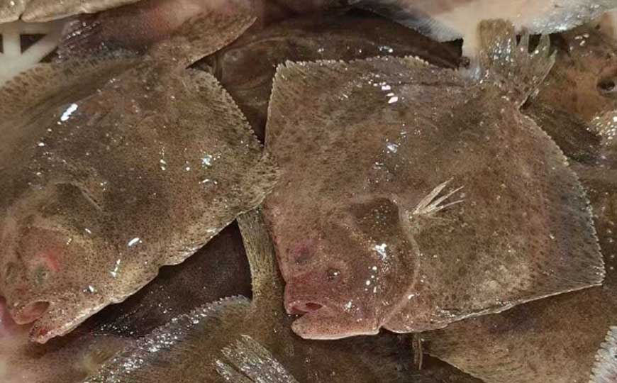 比目鱼