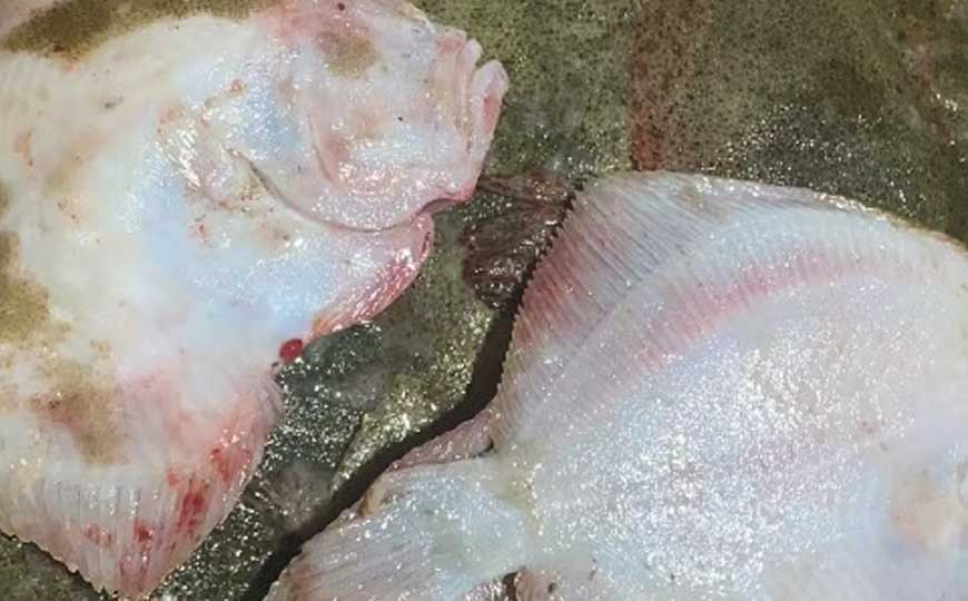 比目鱼