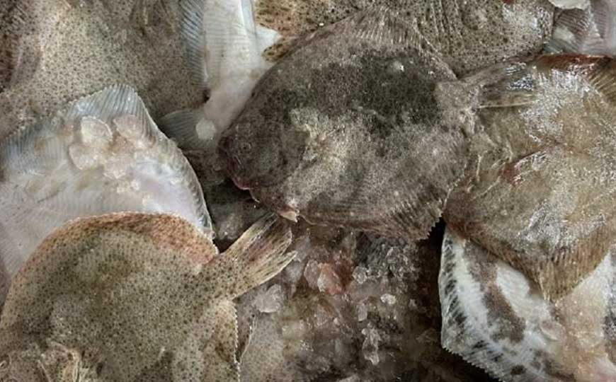 比目鱼