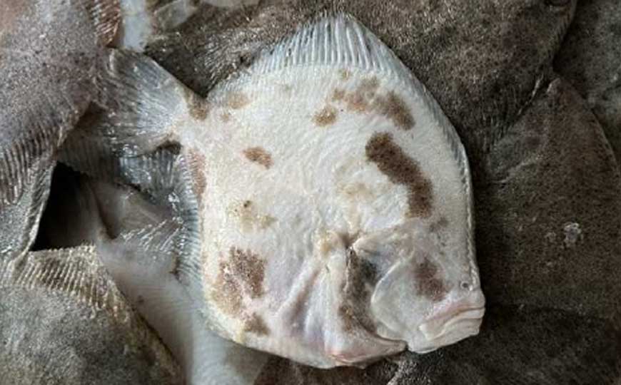 塔嘛鱼